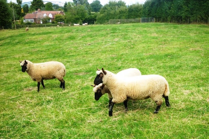Clun Forest lambs summer 2015